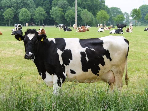 Anwendungen auf dem Milchhof Oskamp