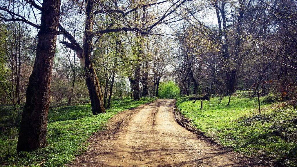 Finde Material zum Basteln bei einem Waldspaziergang